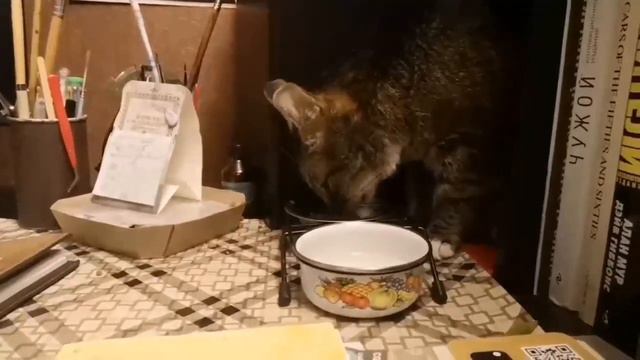 Лена посетила Шницелька, который теперь Барсик. Кота не узнать. смотреть онлайн