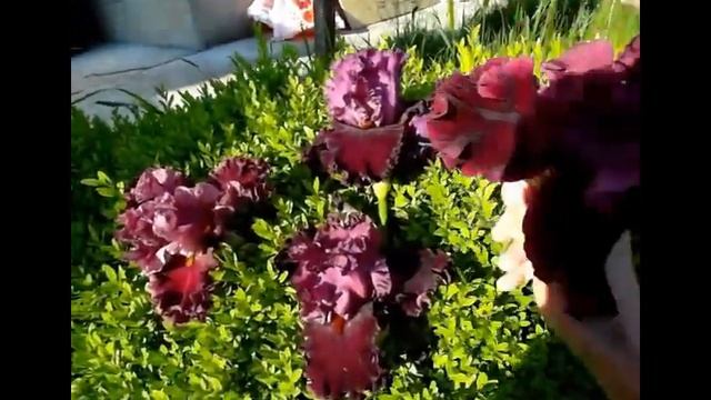 Ирисы - БОРДОВАЯ ЛИНИЯ смотреть онлайн