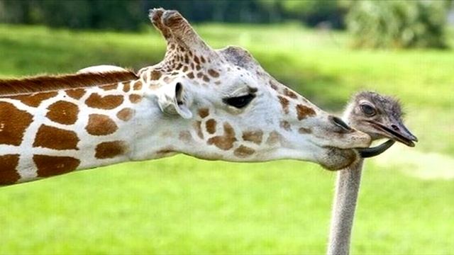 а мы ему по морде чайником смотреть онлайн