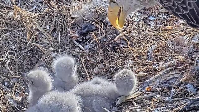 3 CHICKS ZOOM IN.DULLES GREENWAY EAGLES CAM2023.03.23.ROSE FEEDS BABIES.HAYS MESS:IN BEAKS ON CHICK смотреть онлайн