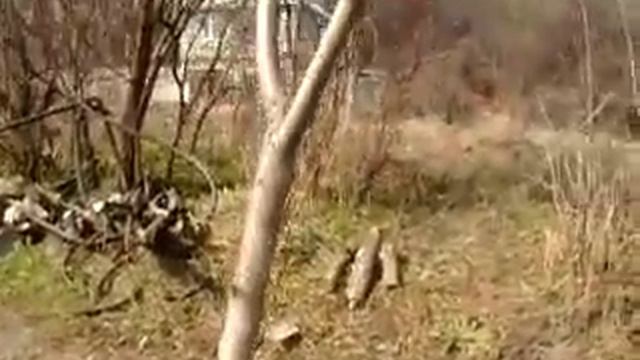 Хитрости и тонкости прививки деревьев. смотреть онлайн