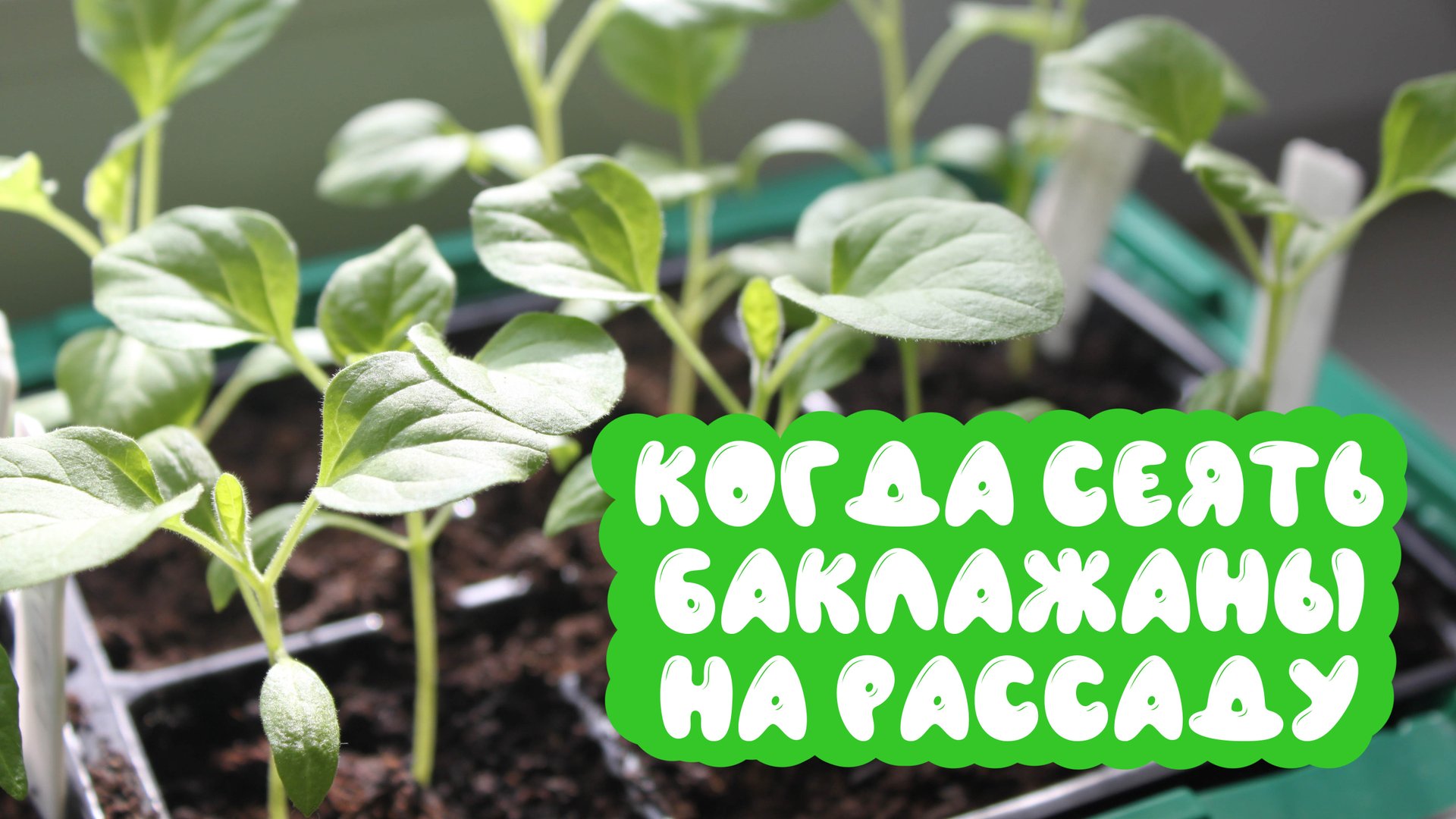 Когда сеять баклажаны на рассаду