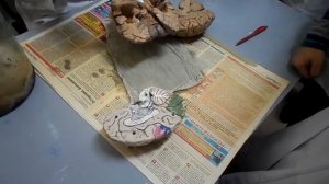 Строение головного мозга