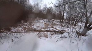 Охота на зайца с курцхааром!