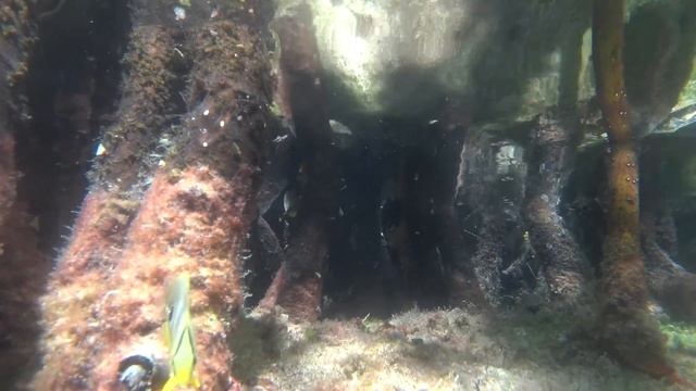 морские цветы карибское море смотреть онлайн