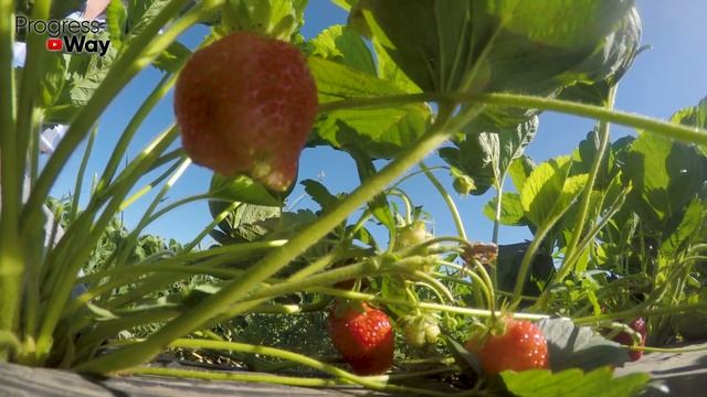 ПОСЛЕ Я ОФИГЕЛ! Клубники Завалит Тоннами! Даю клубнике это в апреля-мае! Крупная и сладкая ягода! смотреть онлайн