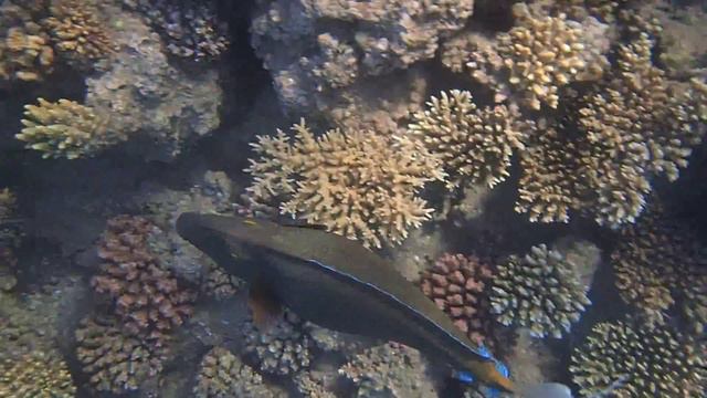 olympus tg 3,Красное море май 2015 06 смотреть онлайн