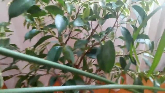 Комнатные растения .Мой зелёный уголок .Часть 2 . смотреть онлайн