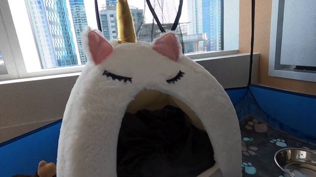 picking up YORKIE PUPPY | first day home | new puppy parent what to expect | The R&D Couple смотреть онлайн