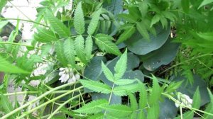 Рябинник рябинолистный. Посадка и уход | Про Сад с Любовью