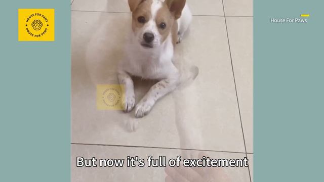 Puppy Crying Alone by the Road Turns Out to Be Incredibly Well-Behaved After Being Brought Home смотреть онлайн