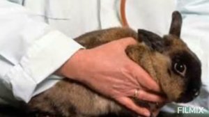 Что такое кокцидиоз у кроликов?