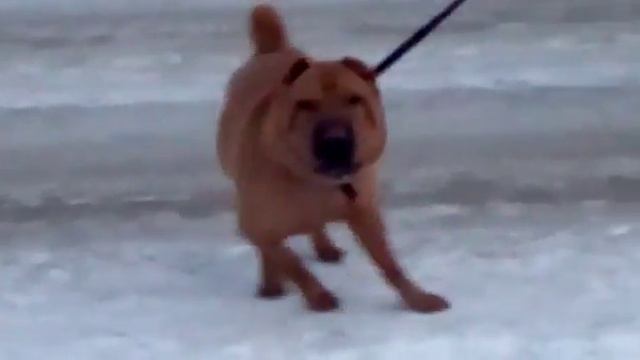 Шарпей Рэм смотреть онлайн