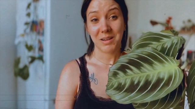 MARANTA NOID SILVER BAND SILVER STRIPS