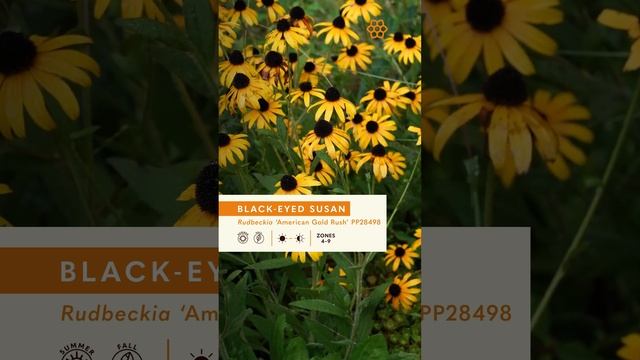 Rudbeckia 'American Gold Rush' смотреть онлайн