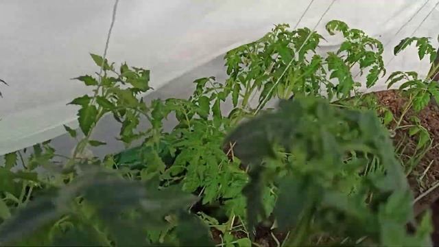 Томаты в теплице, Ленинградская обл. 17 апреля! смотреть онлайн