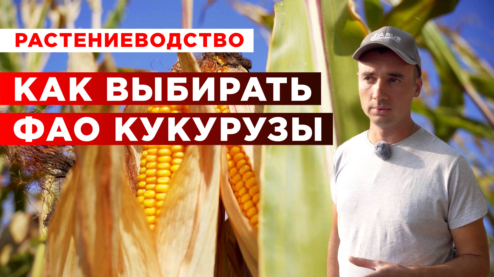 Как выбирать ФАО кукурузы? | Выращивание кукурузы | Растениеводство