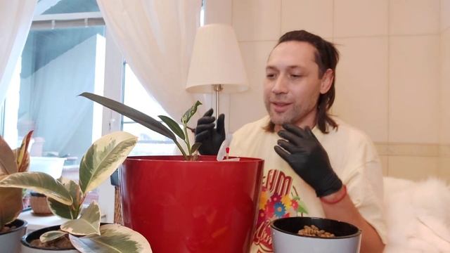 Фикус спустя полгода черенкование на гидропонике смотреть онлайн