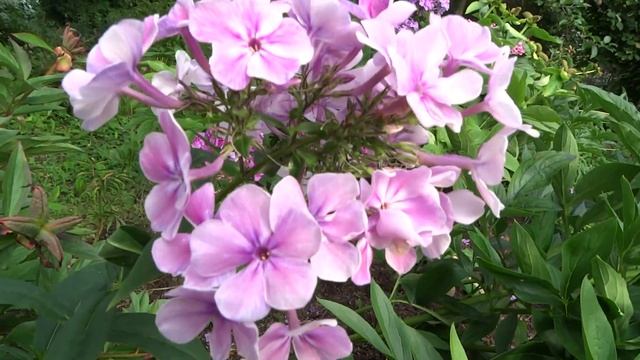 Флокс метельчатый СЕРГИЕВ ПОСАД – автор Е.А. Константинова, выведен в 2000 году. смотреть онлайн