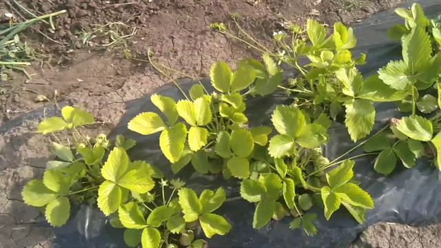 Клубника Вайбрант открытый грунт 2020 смотреть онлайн