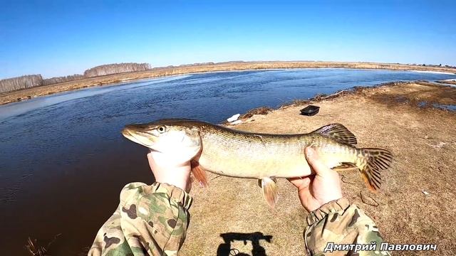 Накидал по быстренькому щуканов и домой!!! Рыбалка на паук и хапугу-хлопок! Рыбалка ранней весной. смотреть онлайн