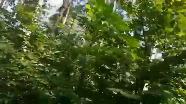 Прогулка в лес за мхом. смотреть онлайн