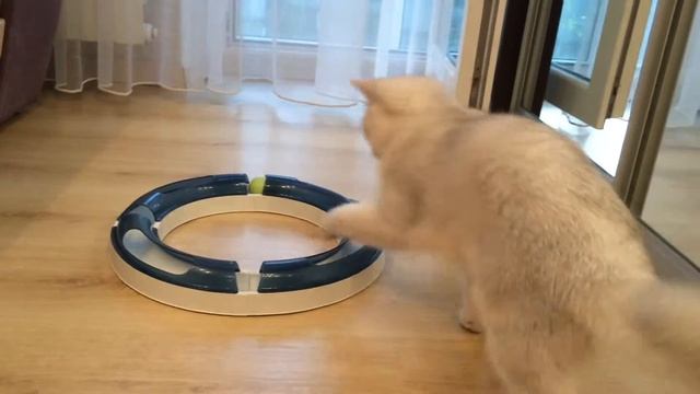 Котята британские серебристые шиншиллы-питомник White Angel смотреть онлайн