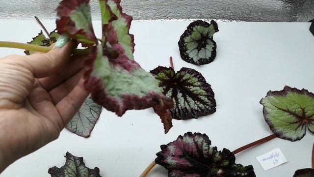 Предложение продажи наборов листиков бегоний на 23.09.23г ?☘️?#комнатныерастения #бегонии #бегонии смотреть онлайн