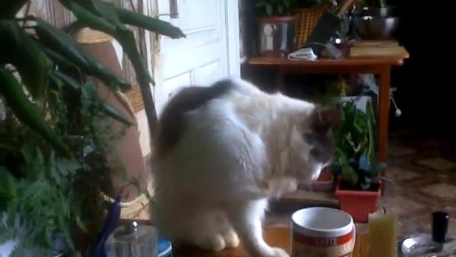 Видео0003 смотреть онлайн