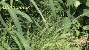 Сорняк или украшение? Щетинник Лисий хвост - декоративные злаки однолетники .