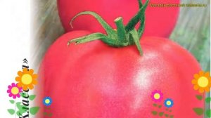 Томат обыкновенный Алеша Попович. Краткий обзор, описание характеристик Алеша Попович