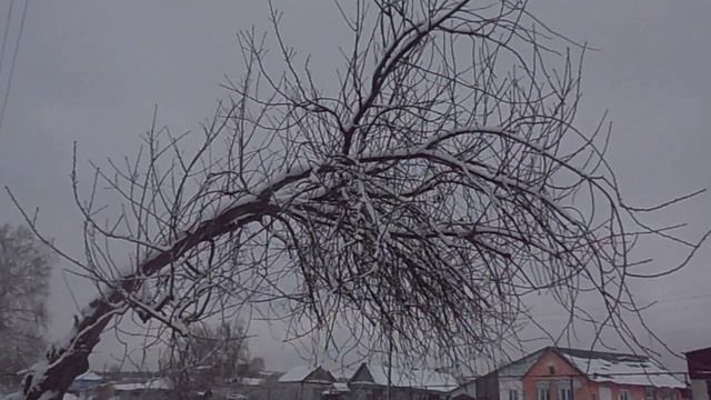 Дерево замерзло во время сильного ветра! смотреть онлайн