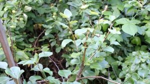 Распопов. 22 июля. Бактериальный ожог прогрессирует.avi