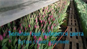 Обзор сорта  тюльпан Laptop (лаптоп) #shorts