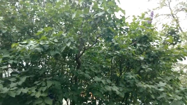 Причем здесь сирень? смотреть онлайн