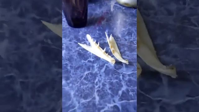 Зубы щуки и чупокабры смотреть онлайн