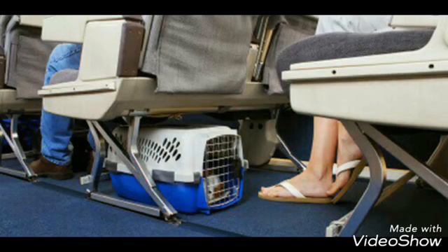 Правила авиаперевозки животных 2018. смотреть онлайн