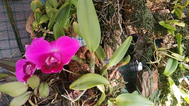 Lc. Mini Purple 'Cluster' (laelia pumila X cattleya walkeriana) смотреть онлайн