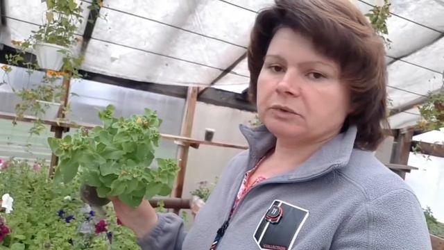 Покупаем петунии!