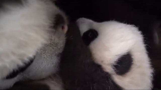 Панда ДинДин умывает маленькую Дочку Московский Зоопарк?????Panda DiDin with baby Moscow zoo????? смотреть онлайн