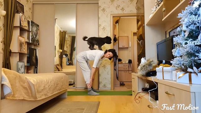 Пудель. Трюки. Карликовый пудель дрессировка.