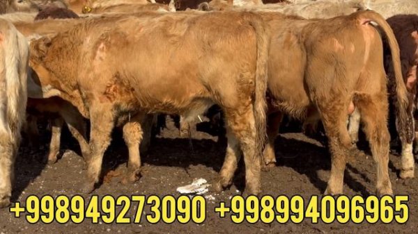 NORBEK AKA ABERDIN ANGUS AMERIKANSKIY BUQALARI ARGINAL 100% Daxshatlari keldi