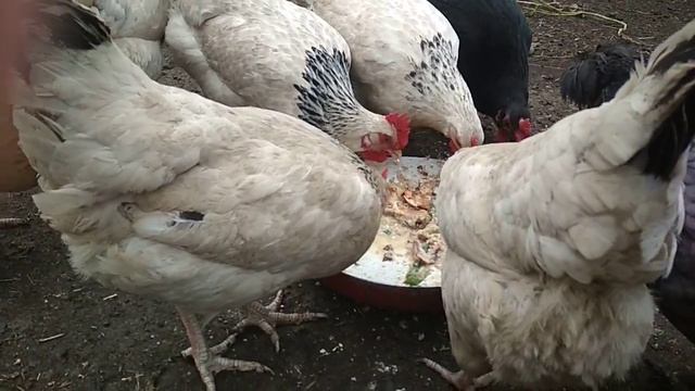 Что едят утки фаворит и куры смотреть онлайн