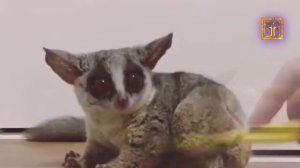 Галаго это самые маленькие приматы с огромными глазами