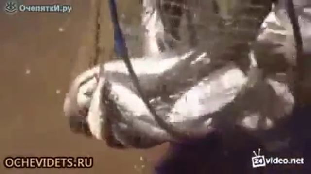 Рыбак упустил всю рыбу.....РЖАЧЬ!!! смотреть онлайн