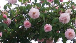 New Dawn роза-интеллигентка