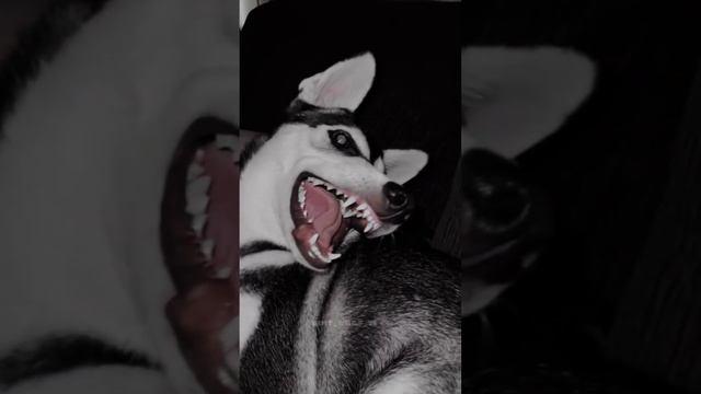 Эдит(Доберман,Хаски)❗Звук мой❗ смотреть онлайн