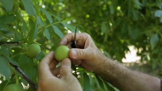 Технологии выращивания грецкого ореха в Калифорнии смотреть онлайн