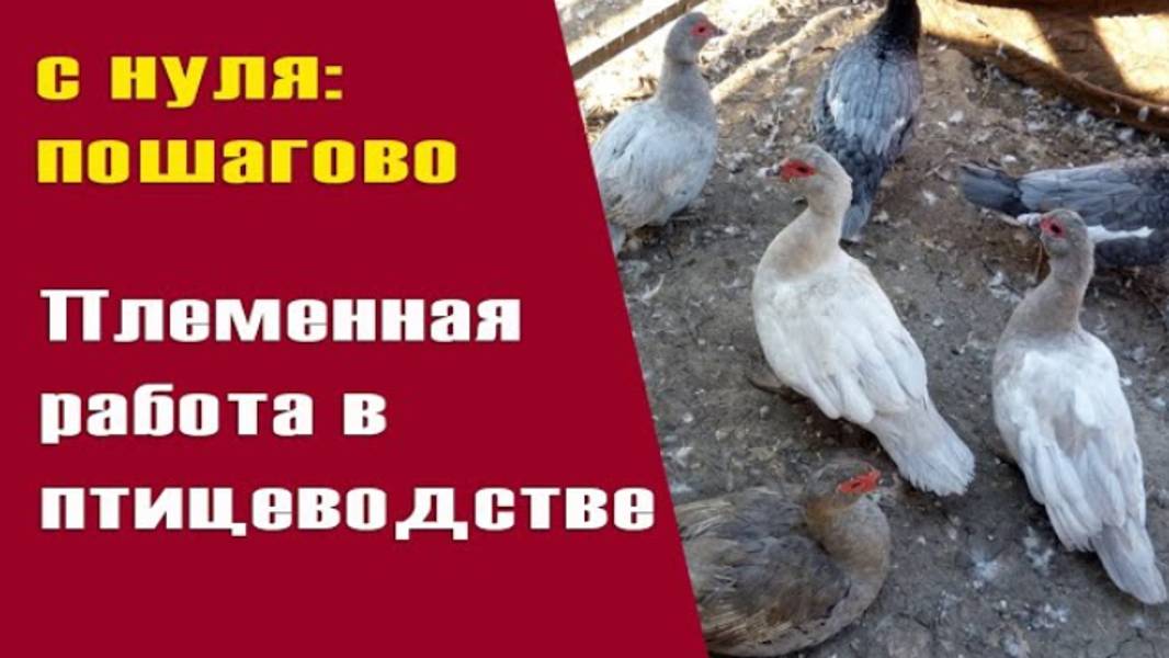 мускусные утки - как правильно формировать семьи. Как получить лавандовых утят. Все секреты смотреть онлайн