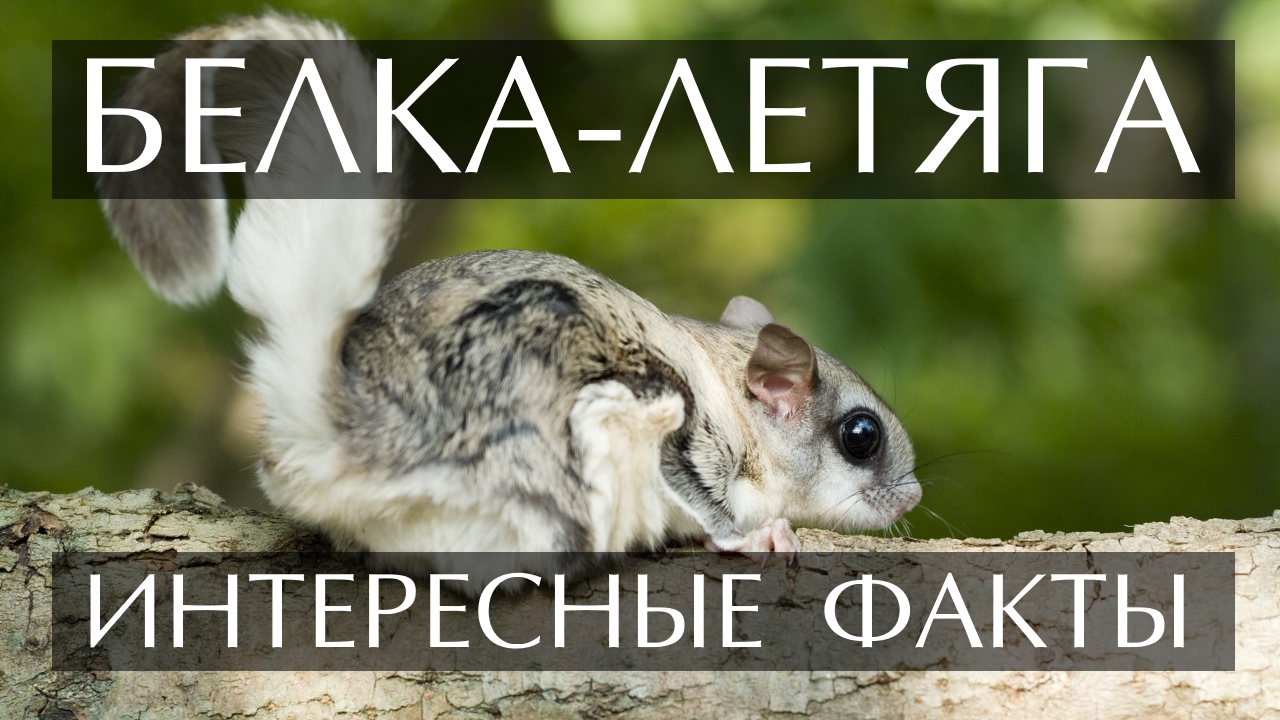 Белка Летяга. Инетерсные факты